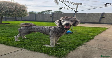Standard Poodle dogs - Advert 15