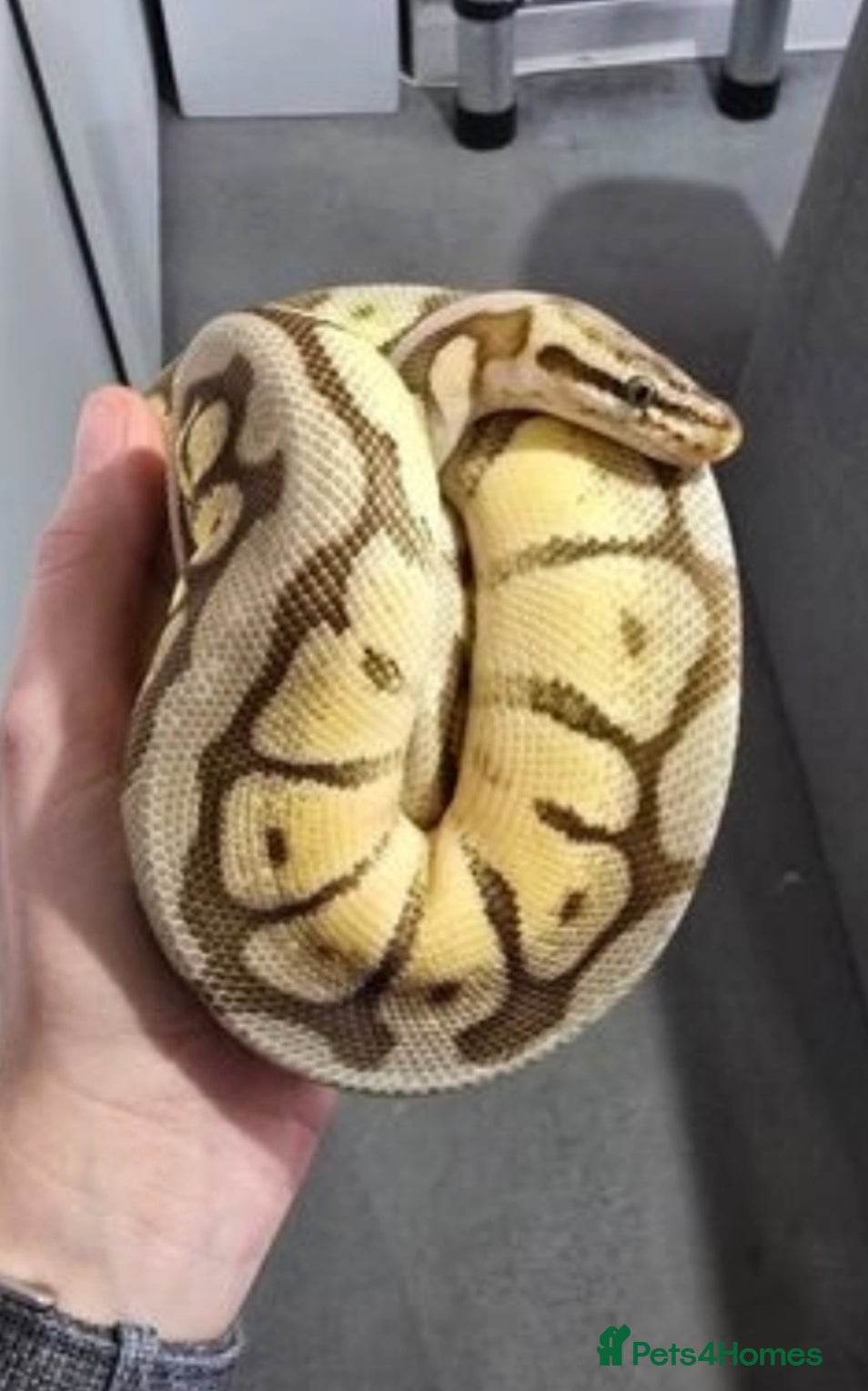 Mixed Breed reptiles Separate/together full setups included  - Advert 2