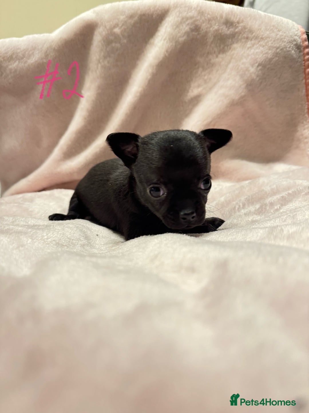 Chihuahua dogs for sale: KC Reg short-hair Chihuahua apple-headed puppies - Advert 31