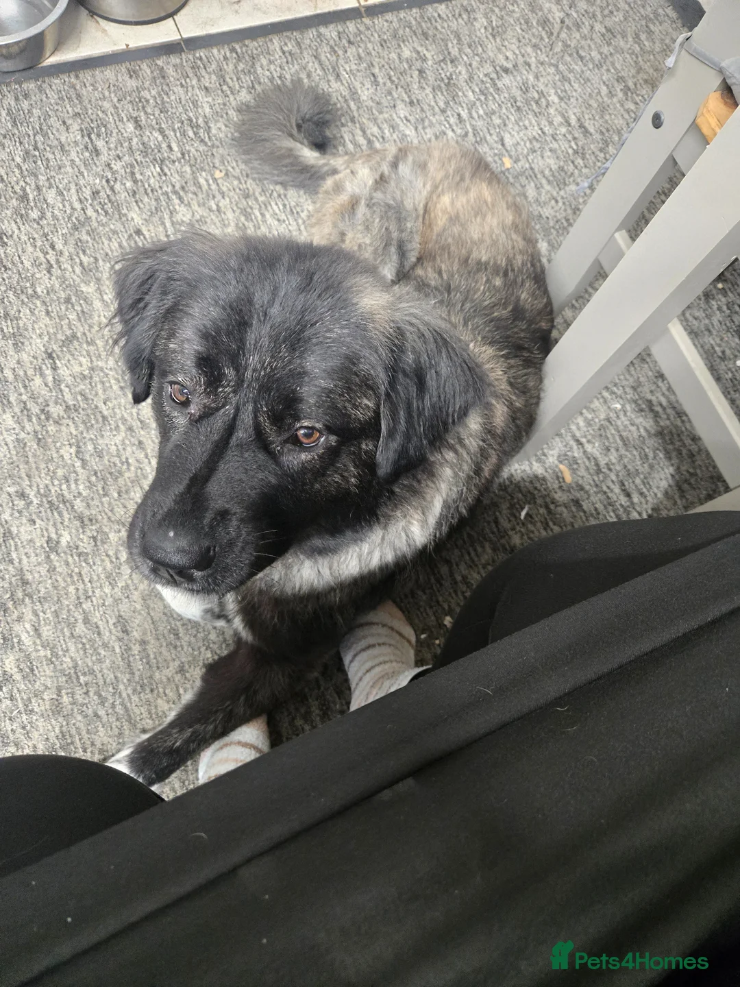 Caucasian Shepherd Dog dogs for sale: **Caucasian shep bitch** - Advert 2