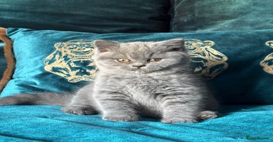 British Shorthair cats - Advert 7