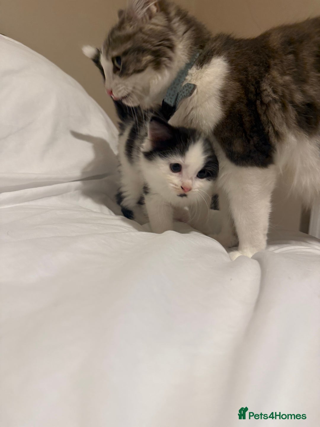 Mixed Breed cats for sale: Adorable male kitten left  - Image 5
