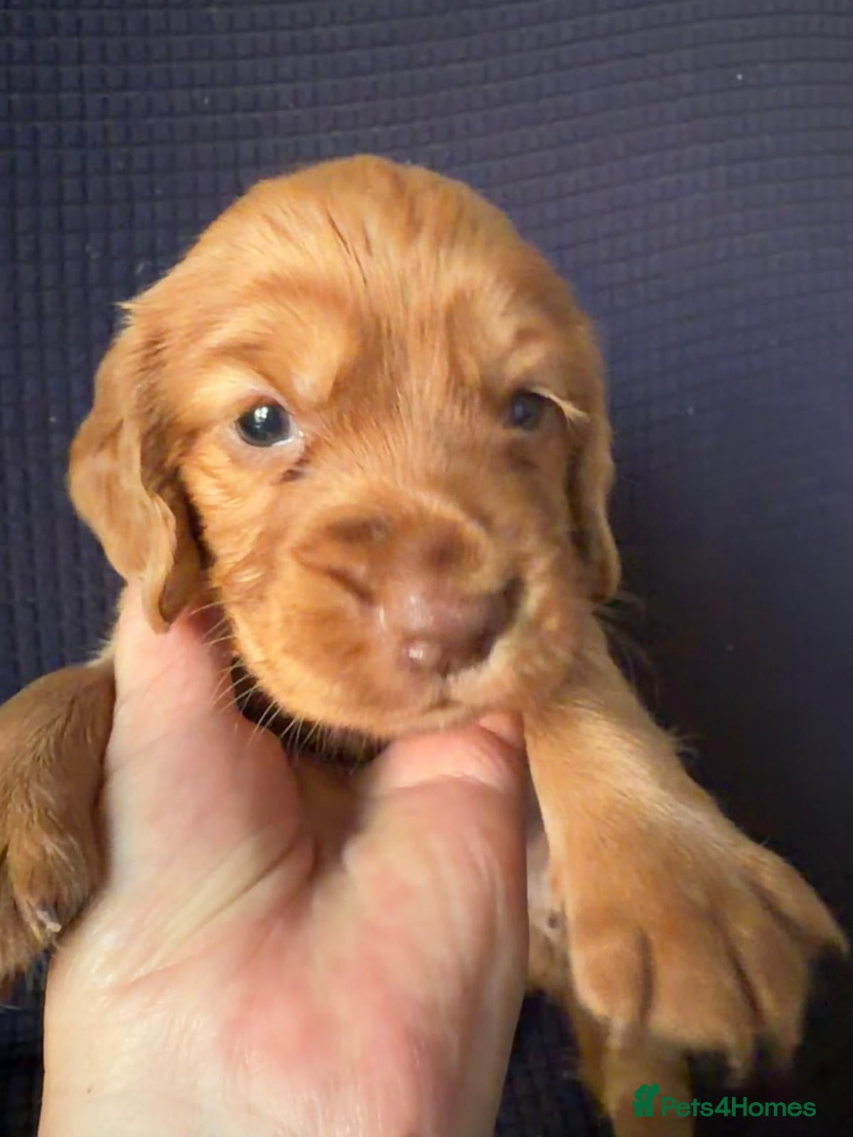 Cocker Spaniel dogs Working Cocker Spaniel Puppies - Advert 2