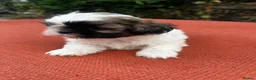 Shih Tzu dogs for sale: Shihtzu pups  - Advert 4