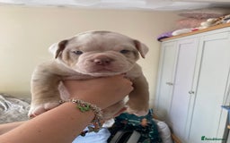 Olde English Bulldogge dogs for sale: Old English bulldog puppies - Image 15