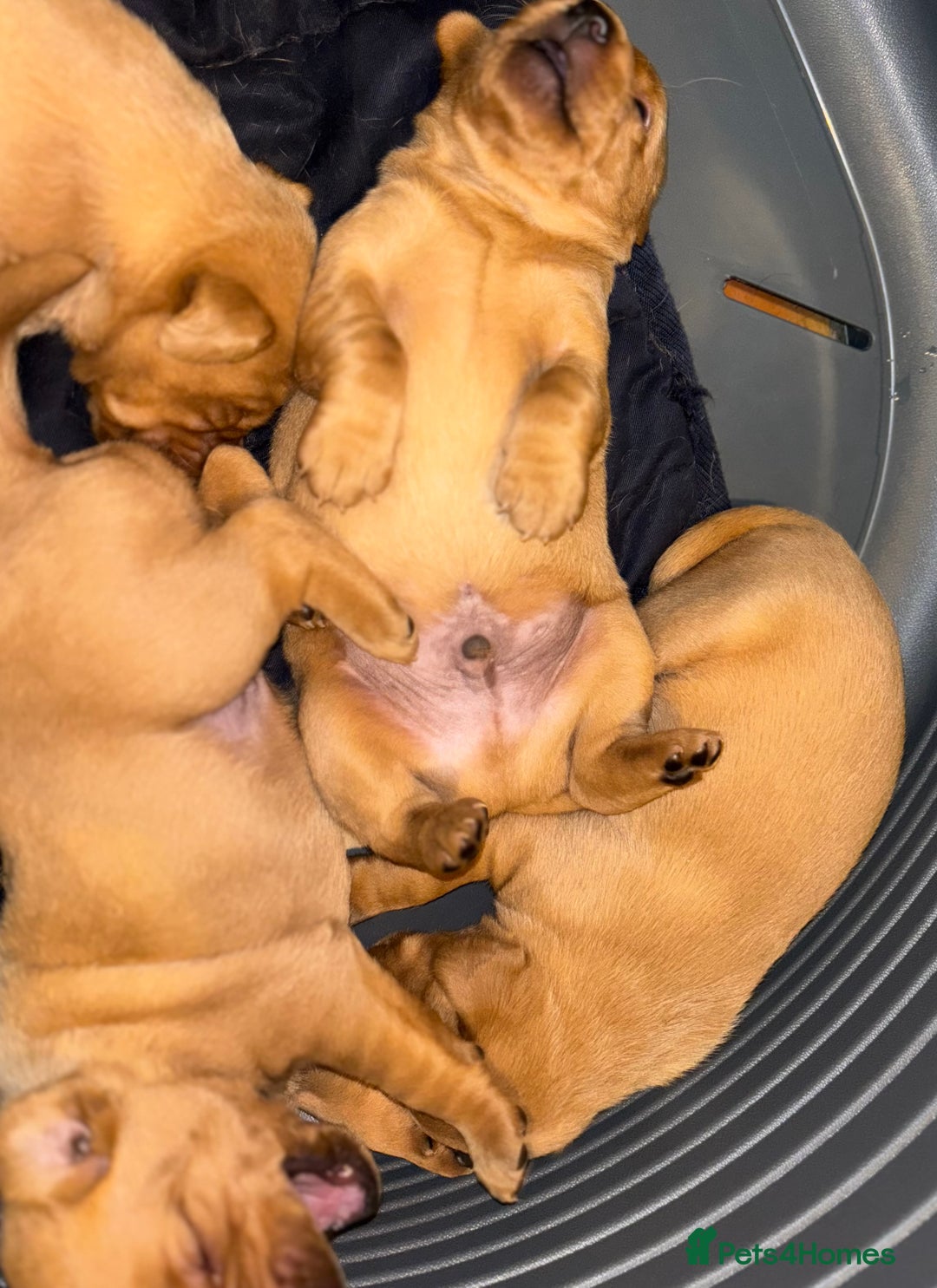 Labrador Retriever dogs for sale: Plump little Red Labrador Puppies! - Image 23