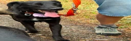 Mixed Breed dogs for adoption: Carl - Norwich Norfolk  - Advert 7