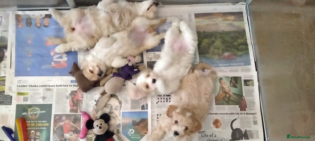 Cavachon dogs for sale:  🐾 Cavapoochon Puppies! 🐾 - Image 2