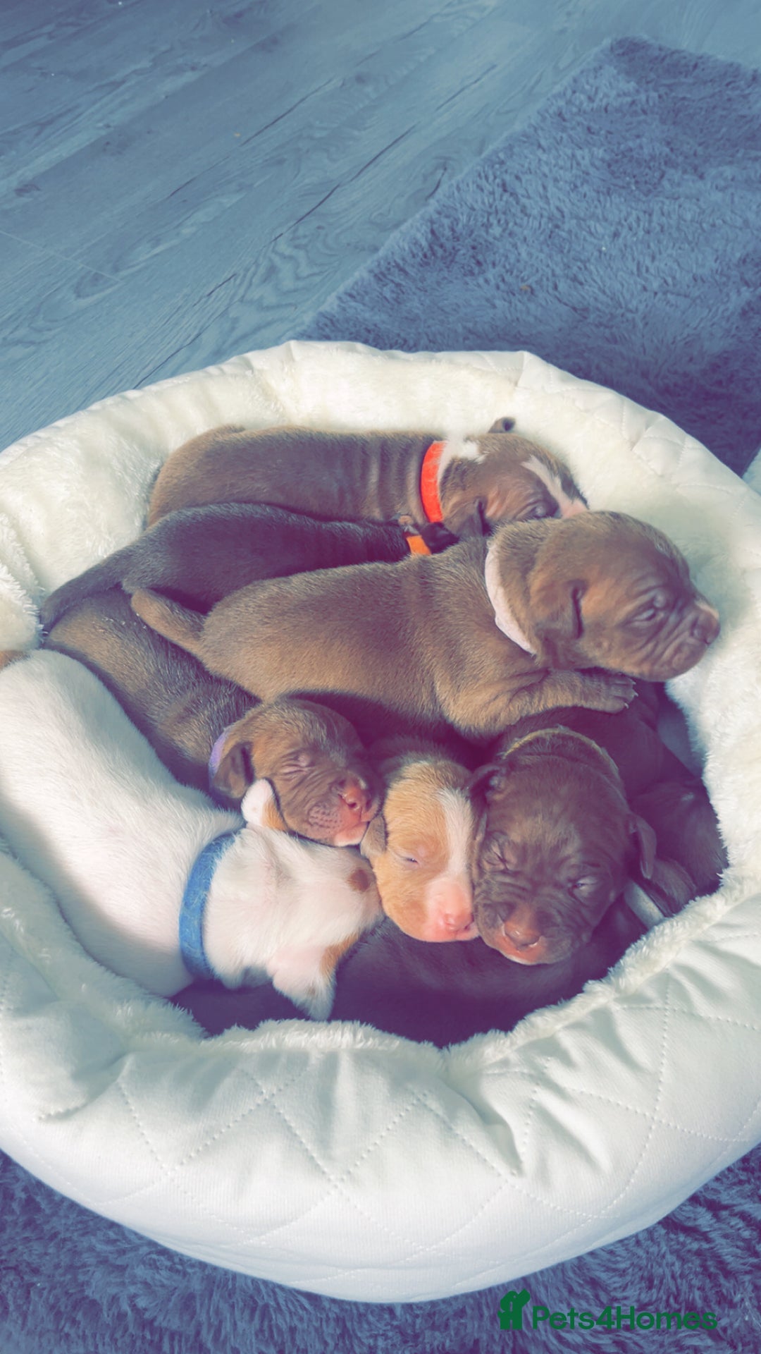 Mixed Breed dogs for sale: Staffy mix pups  - Image 1
