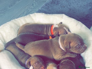 Mixed Breed dogs - Advert 9