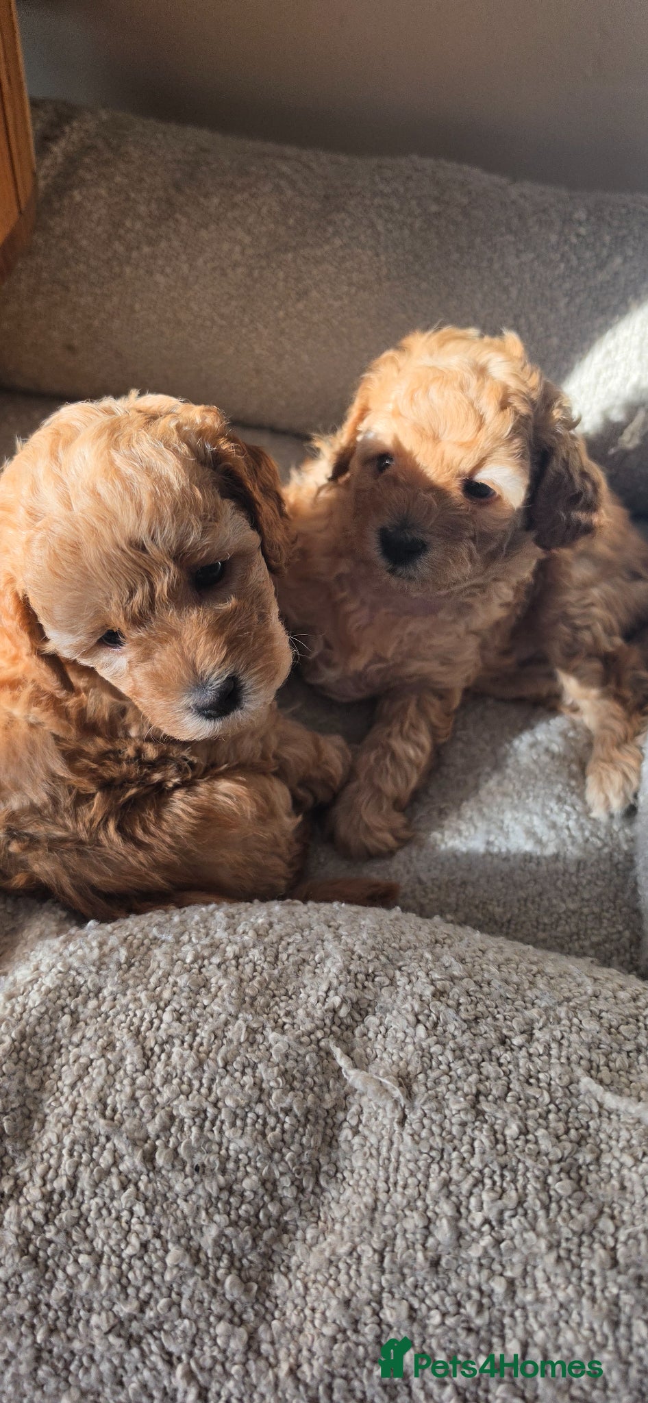 Toy Poodle dogs Beautiful Toy Poodle Puppies 🐾 - Advert 1