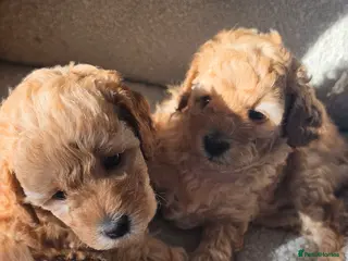 Toy Poodle dogs Beautiful Toy Poodle Puppies 🐾 - Advert 1