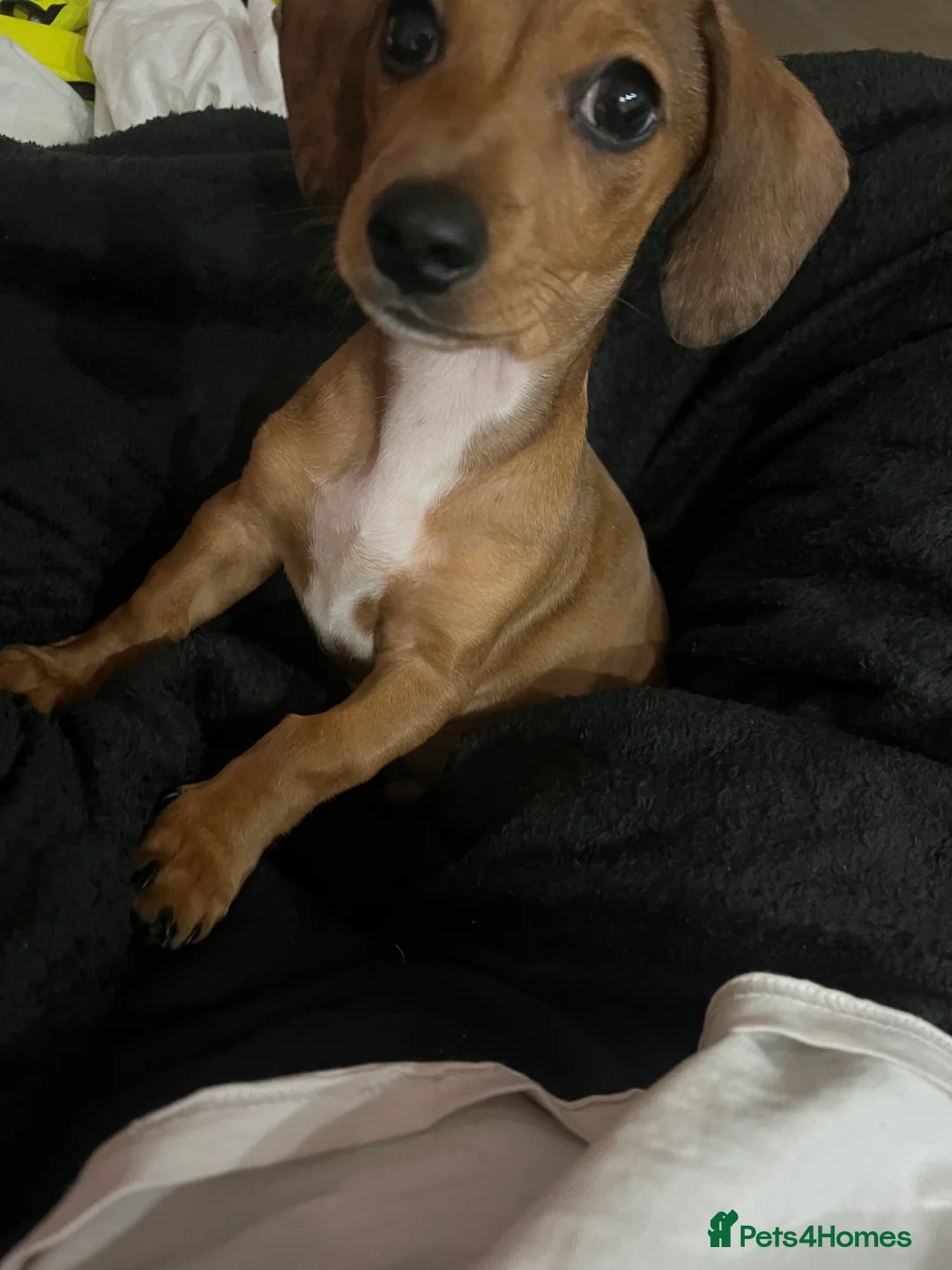 Chiweenie dogs for sale: Due to personal reasons cannot look after anymore  in Brentwood - Advert 2