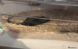 Gerbil rodents for sale: 2x FREE gerbils with cages - Image 1