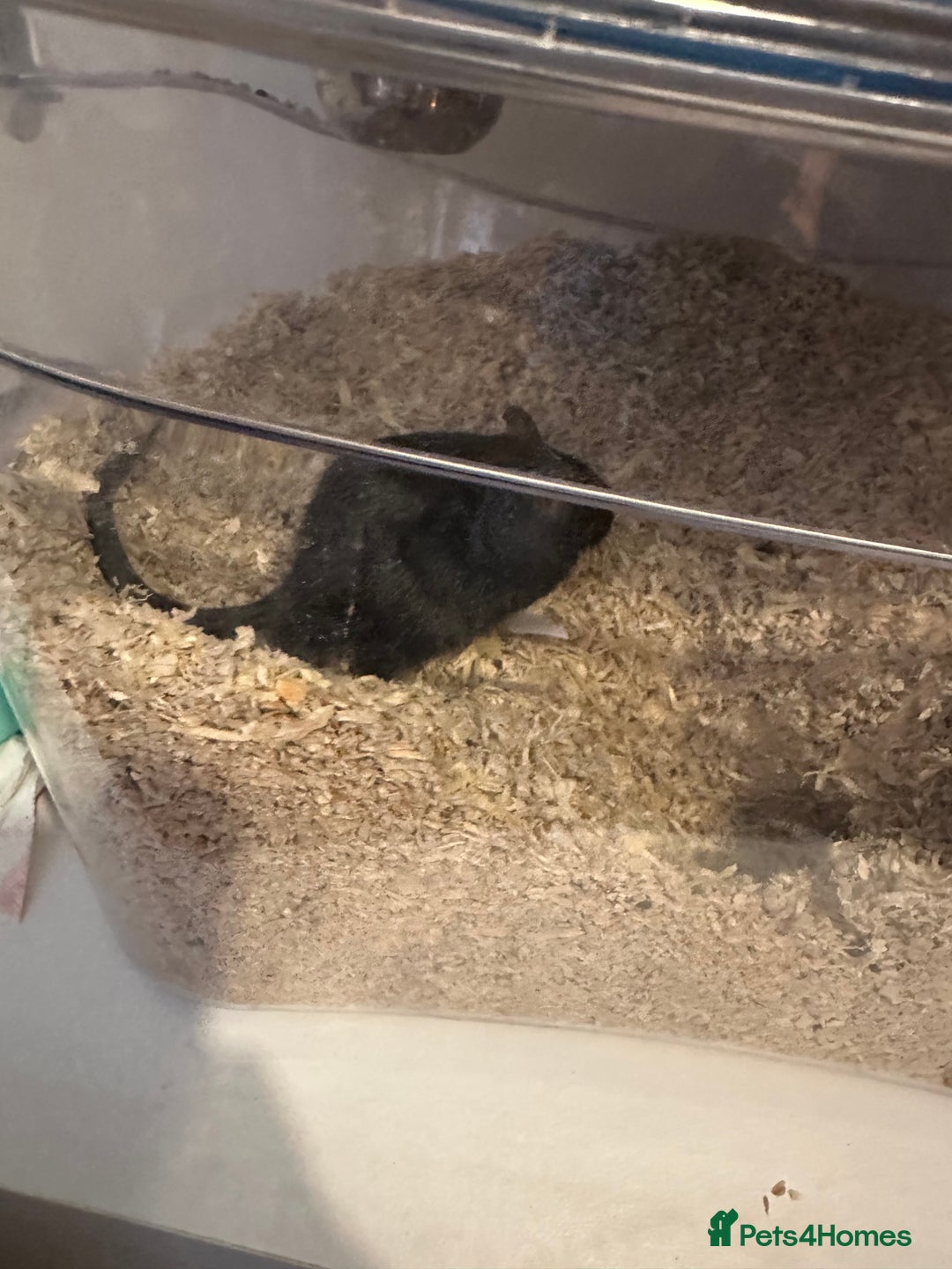 Gerbil rodents for sale: 2x FREE gerbils with cages - Image 1