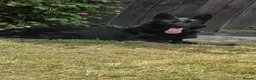 German Shepherd dogs for sale: German shepherd puppies  - Advert 17