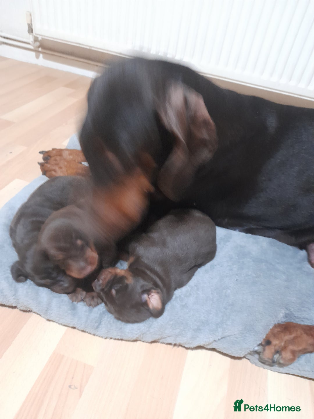 Dobermann dogs for sale: Beutifull doberman puppies  - Advert 8