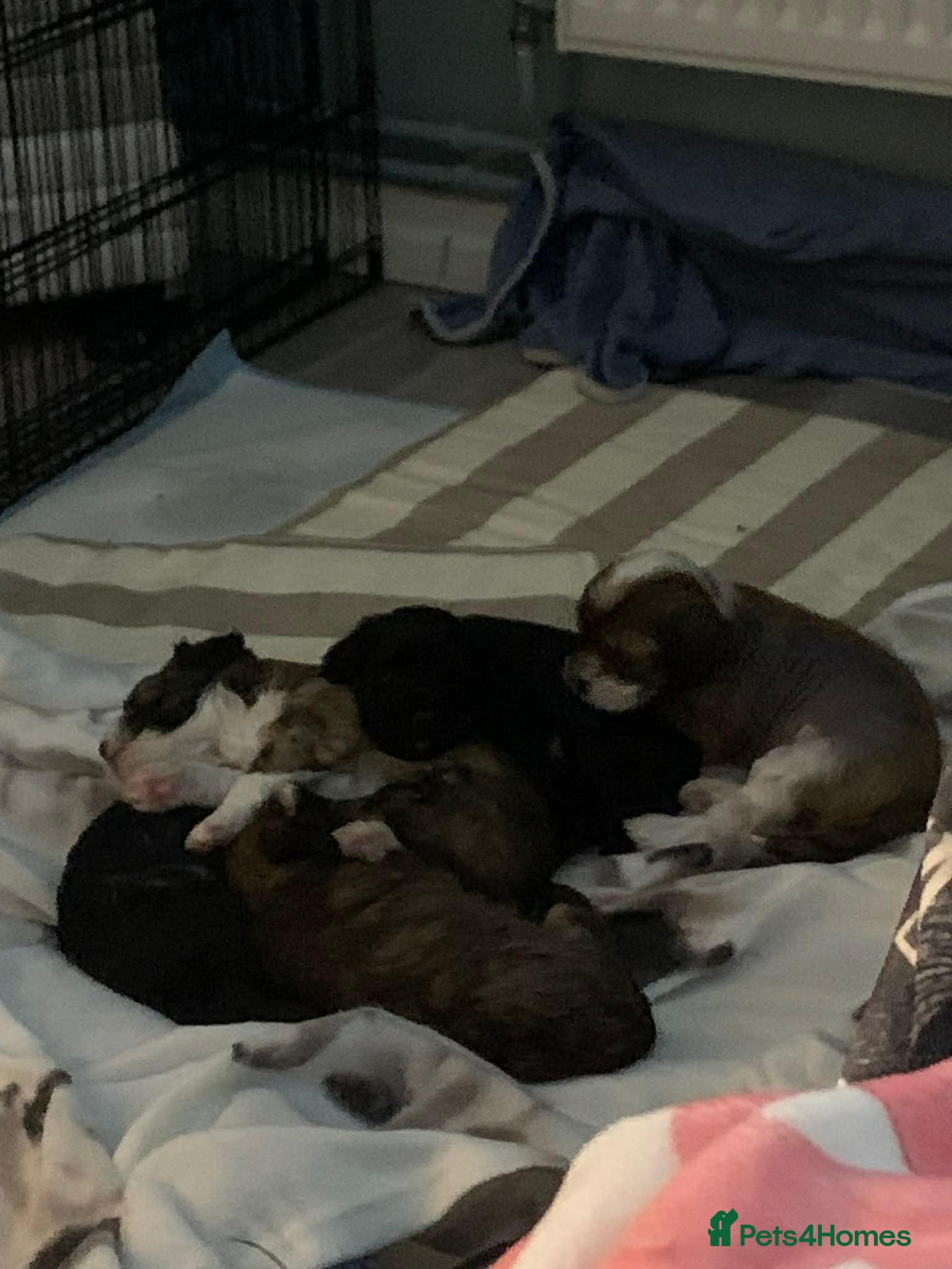 Chinese Crested dogs One boy left and One girl left reserve now  - Advert 16