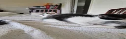 Mixed Breed cats for sale: Adorable kittens for sale  - Advert 6