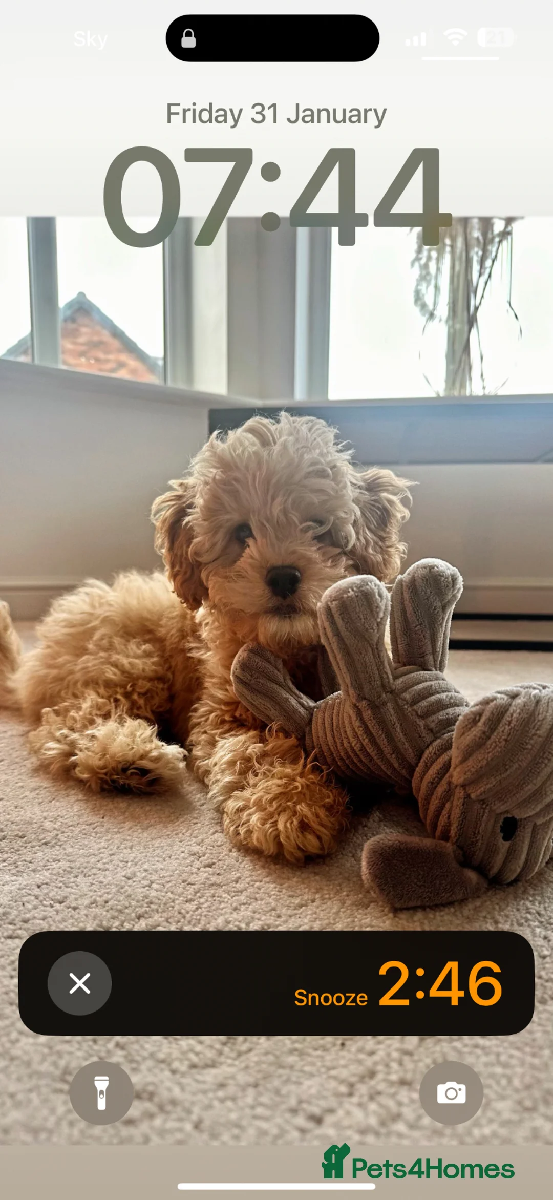 Mixed Breed dogs for sale: Loving home for 17month old cavapoo Harley  in Preston - Advert 4