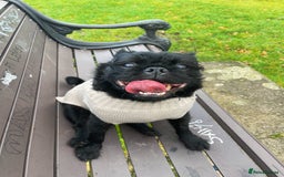 Jug dogs for sale: 2 small dogs for adoption - Image 3