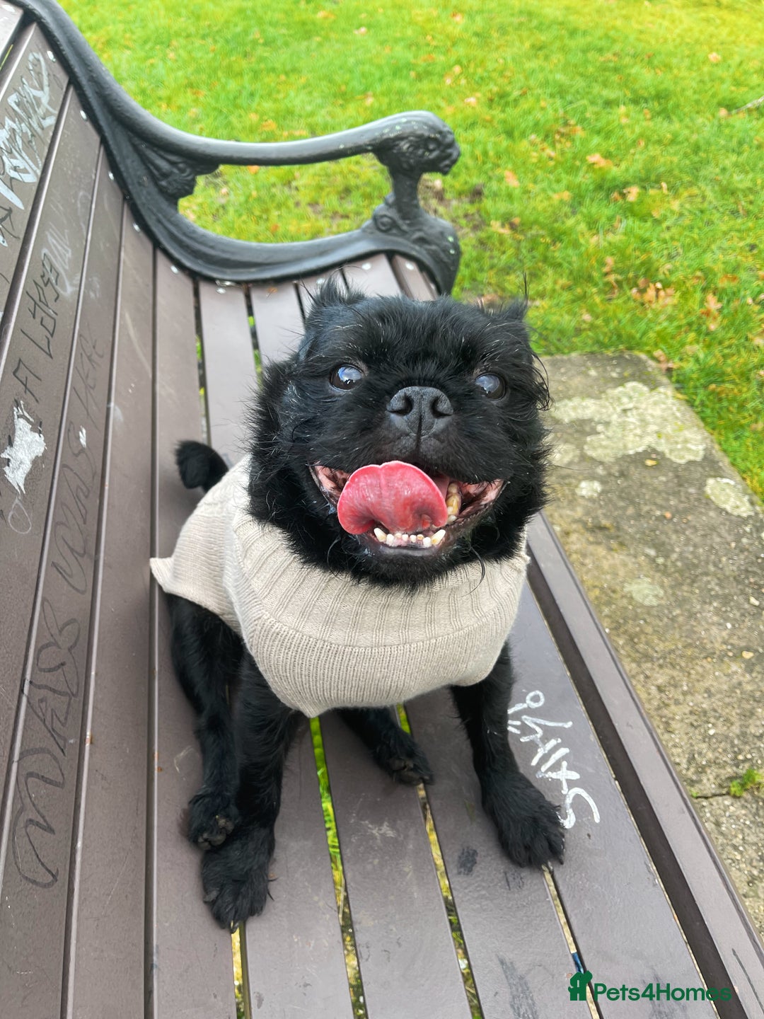 Jug dogs for sale: 2 small dogs for adoption - Image 3