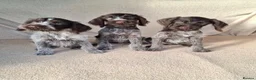 German Wirehaired Pointer dogs for sale: German wirehair pointer pups.  - Advert 8