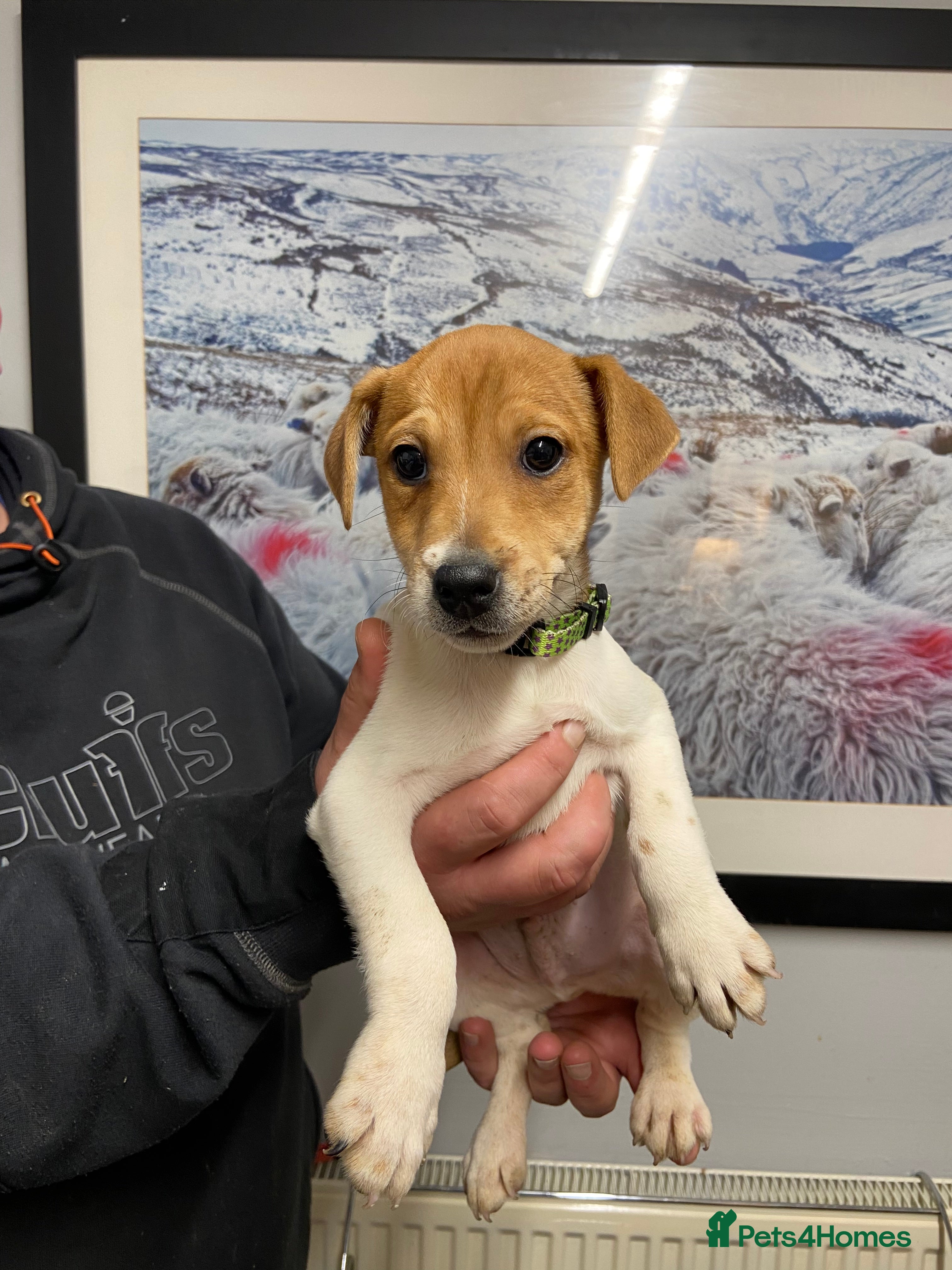 Plummer Terrier dogs Plummer terrier puppies for sale - Advert 3