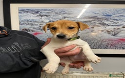 Plummer Terrier dogs for sale: Plummer terrier puppies for sale - Advert 1