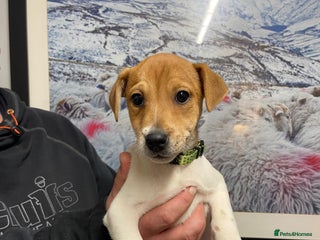 Plummer Terrier dogs for sale: Plummer terrier puppies for sale - Advert 1