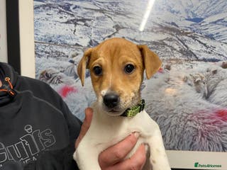 Plummer Terrier dogs Plummer terrier puppies for sale - Advert 2