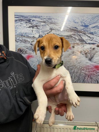 Plummer Terrier dogs Plummer terrier puppies for sale - Advert 1