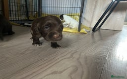 Sprocker dogs for sale: Beautiful Sprocker puppies  - Image 9