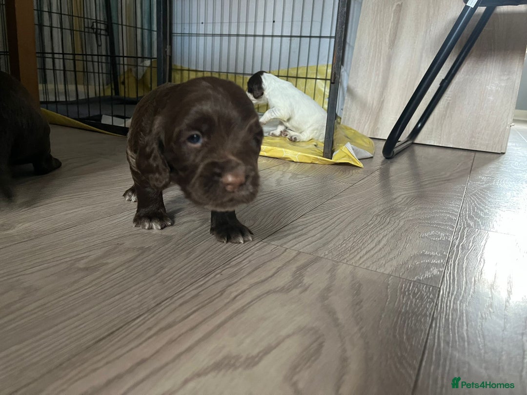 Sprocker dogs for sale: Beautiful Sprocker puppies  - Image 9