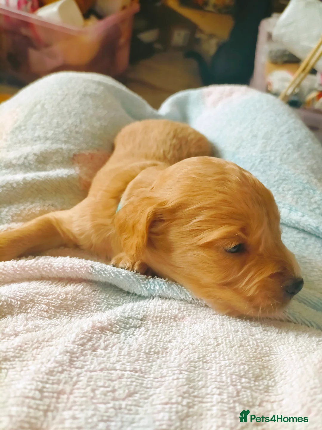 Cockapoo dogs for sale: 5 beautiful cockapoo puppies  - Advert 40