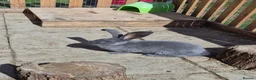 Continental Giant rabbits for sale: Pure giant continental rabbits  - Advert 5