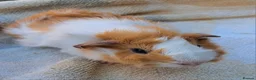 Guinea Pig rodents for sale: Young male guinea pig needing a friend  - Advert 3