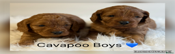 Cavapoo dogs for sale: Stunning F1 Cavapoo’s  - Advert 2