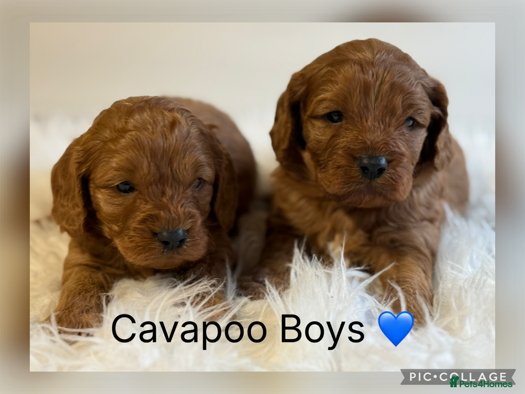Cavapoo dogs for sale: Stunning F1 Cavapoo’s  - Advert 2
