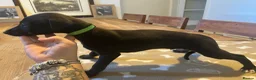 Whippet dogs for sale: Ready now!kcregistered❤️ - Advert 5
