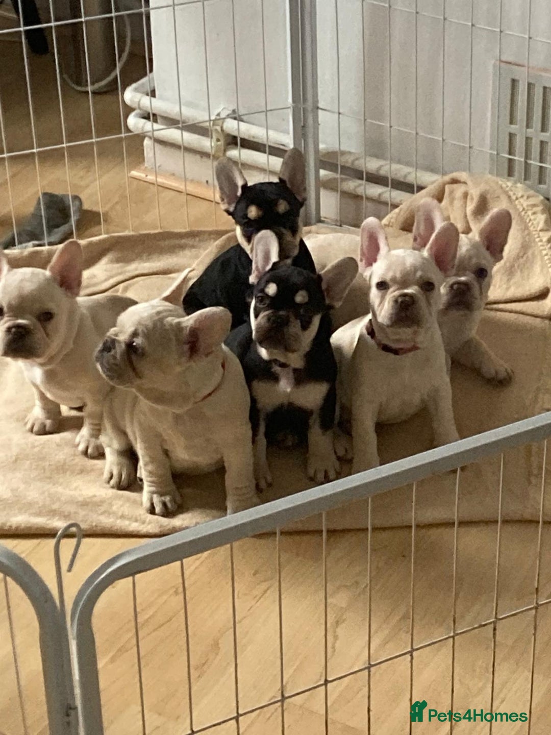 French Bulldog dogs for sale: 5 beautiful French bulldog puppies  - Advert 4