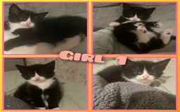 Mixed Breed cats for sale: 8 cute kittens for sale - 5 boys, 3 girls  - Image 2