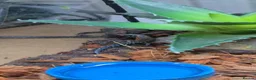 Skink reptiles for sale: African Fire skinks for sale - Advert 4