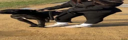 Cane Corso dogs for sale: 1 year old, boy, cane corse  - Advert 3