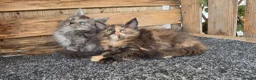 Maine Coon cats for sale: Maine coon kittens  - Advert 6