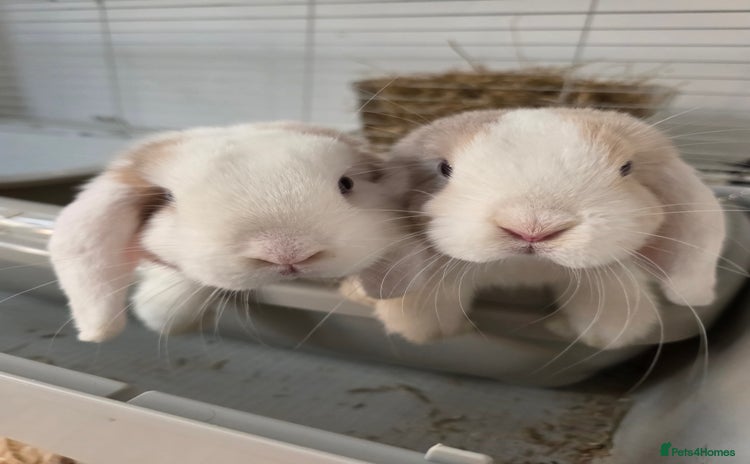 Mini Lop rabbits - Advert 4