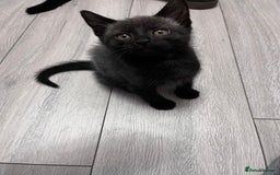 Mixed Breed cats for sale: 2 kittens looking for their fur-ever families  - Image 4