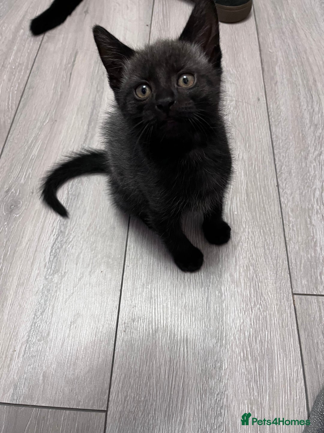 Mixed Breed cats for sale: 2 kittens looking for their fur-ever families  - Image 4