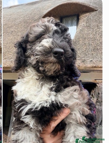 Miniature Poodle dogs Reduced £1300 Best quality Merle miniature poodles - Advert 2