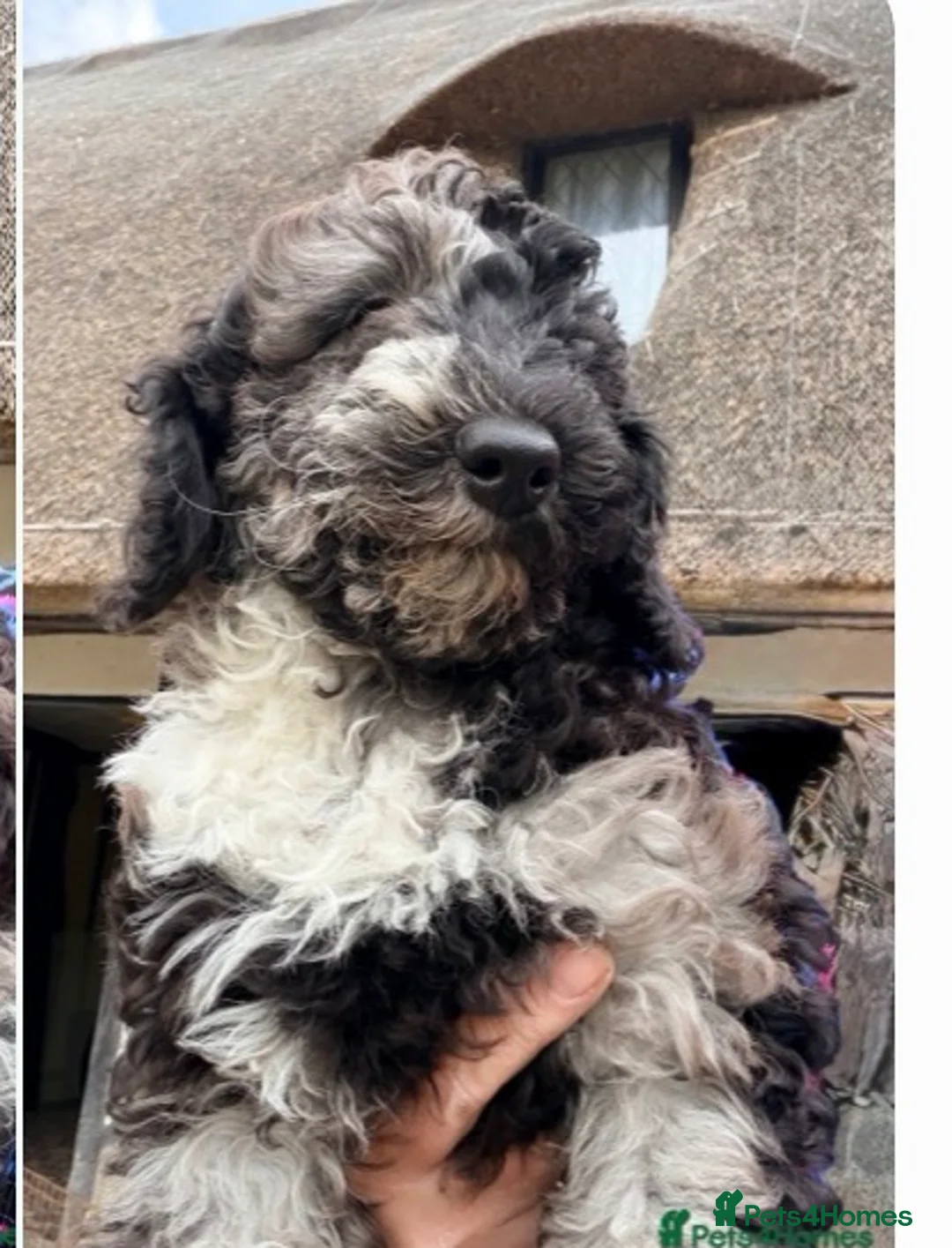 Miniature Poodle dogs for sale: Reduced £1000 Best quality Merle miniature poodles - Advert 1